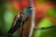 Weltvogelpark Walsrode 2016