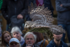 Wildpark Lüneburger Heide 2015 Wildpark Lüneburger Heide 2015