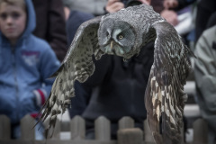 Wildpark Lüneburger Heide 2015 Wildpark Lüneburger Heide 2015