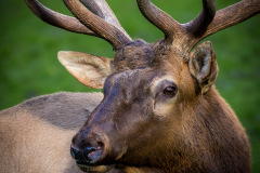 Wildpark Lüneburger Heide 2015 Wildpark Lüneburger Heide 2015
