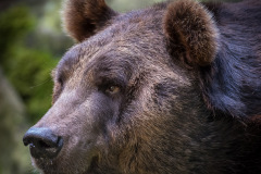 Wildpark Lüneburger Heide 2015 Wildpark Lüneburger Heide 2015