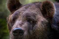 Wildpark Lüneburger Heide 2015 Wildpark Lüneburger Heide 2015