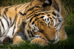 Wildpark Lüneburger Heide 2015 Wildpark Lüneburger Heide 2015