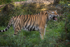 Wildpark Lüneburger Heide 2015 Wildpark Lüneburger Heide 2015