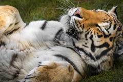Wildpark Lüneburger Heide 2015 Wildpark Lüneburger Heide 2015