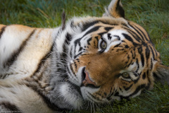 Wildpark Lüneburger Heide 2015 Wildpark Lüneburger Heide 2015