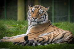 Wildpark Lüneburger Heide 2015 Wildpark Lüneburger Heide 2015