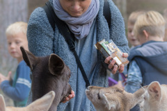 Wildpark Lüneburger Heide 2015 Wildpark Lüneburger Heide 2015