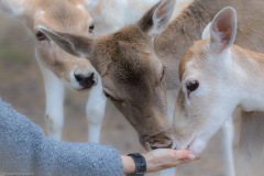 Wildpark Lüneburger Heide 2015 Wildpark Lüneburger Heide 2015