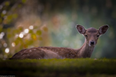 Wildpark Lüneburger Heide 2015 Wildpark Lüneburger Heide 2015