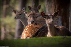 Wildpark Lüneburger Heide 2015 Wildpark Lüneburger Heide 2015
