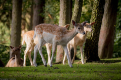 Wildpark Lüneburger Heide 2015 Wildpark Lüneburger Heide 2015