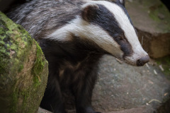 Wildpark Lüneburger Heide 2015 Wildpark Lüneburger Heide 2015