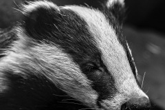 Wildpark Lüneburger Heide 2015 Wildpark Lüneburger Heide 2015