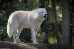 Wildpark Lüneburger Heide 2015 Wildpark Lüneburger Heide 2015