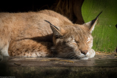 Wildpark Lüneburger Heide 2015 Wildpark Lüneburger Heide 2015