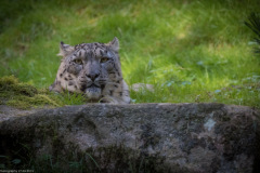 Wildpark Lüneburger Heide 2015 Wildpark Lüneburger Heide 2015