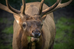 Wildpark Lüneburger Heide 2015 Wildpark Lüneburger Heide 2015