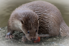 Wildpark Lüneburger Heide 2015 Wildpark Lüneburger Heide 2015