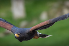 Wildpark Lüneburger Heide 2015 Wildpark Lüneburger Heide 2015