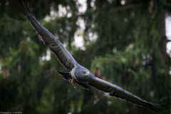 Wildpark Lüneburger Heide 2015 Wildpark Lüneburger Heide 2015