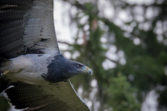Wildpark Lüneburger Heide 2015 Wildpark Lüneburger Heide 2015