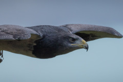 Wildpark Lüneburger Heide 2015 Wildpark Lüneburger Heide 2015