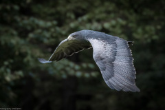 Wildpark Lüneburger Heide 2015 Wildpark Lüneburger Heide 2015