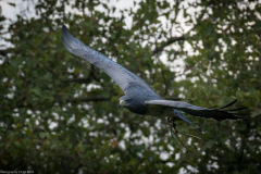 Wildpark Lüneburger Heide 2015 Wildpark Lüneburger Heide 2015