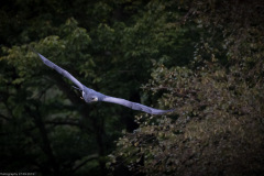 Wildpark Lüneburger Heide 2015