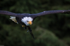 Wildpark Lüneburger Heide 2015