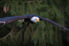 Wildpark Lüneburger Heide 2015