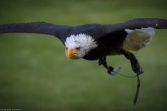 Wildpark Lüneburger Heide 2015