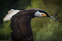 Wildpark Lüneburger Heide 2015