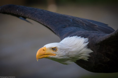 Wildpark Lüneburger Heide 2015