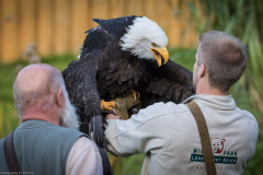 Wildpark Lüneburger Heide 2015
