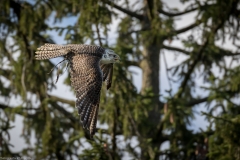 Wildpark Lüneburger Heide 2015