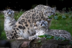 Wildpark Lüneburger Heide 2015