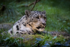 Wildpark Lüneburger Heide 2015
