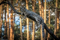 Wildpark Lüneburger Heide 2015 Wildpark Lüneburger Heide 2015
