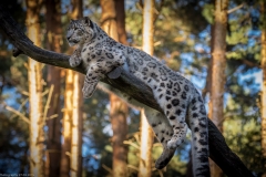 Wildpark Lüneburger Heide 2015 Wildpark Lüneburger Heide 2015