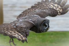 Wildpark Lüneburger Heide Juni 2016 Wildpark Lüneburger Heide Juni 2016