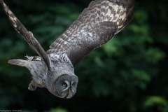 Wildpark Lüneburger Heide Juni 2016 Wildpark Lüneburger Heide Juni 2016