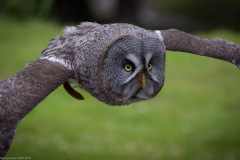 Wildpark Lüneburger Heide Juni 2016 Wildpark Lüneburger Heide Juni 2016