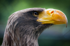 Wildpark Lüneburger Heide Juni 2016 Wildpark Lüneburger Heide Juni 2016