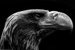 Wildpark Lüneburger Heide Juni 2016 Wildpark Lüneburger Heide Juni 2016