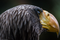 Wildpark Lüneburger Heide Juni 2016 Wildpark Lüneburger Heide Juni 2016