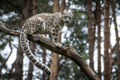Wildpark Lüneburger Heide Juni 2016 Wildpark Lüneburger Heide Juni 2016