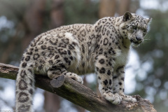Wildpark Lüneburger Heide Juni 2016 Wildpark Lüneburger Heide Juni 2016