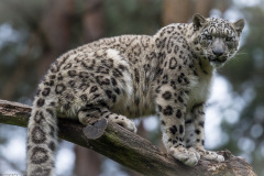 Wildpark Lüneburger Heide Juni 2016 Wildpark Lüneburger Heide Juni 2016